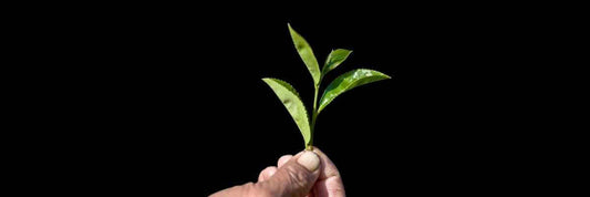 Gyokuro Tea Benefits
