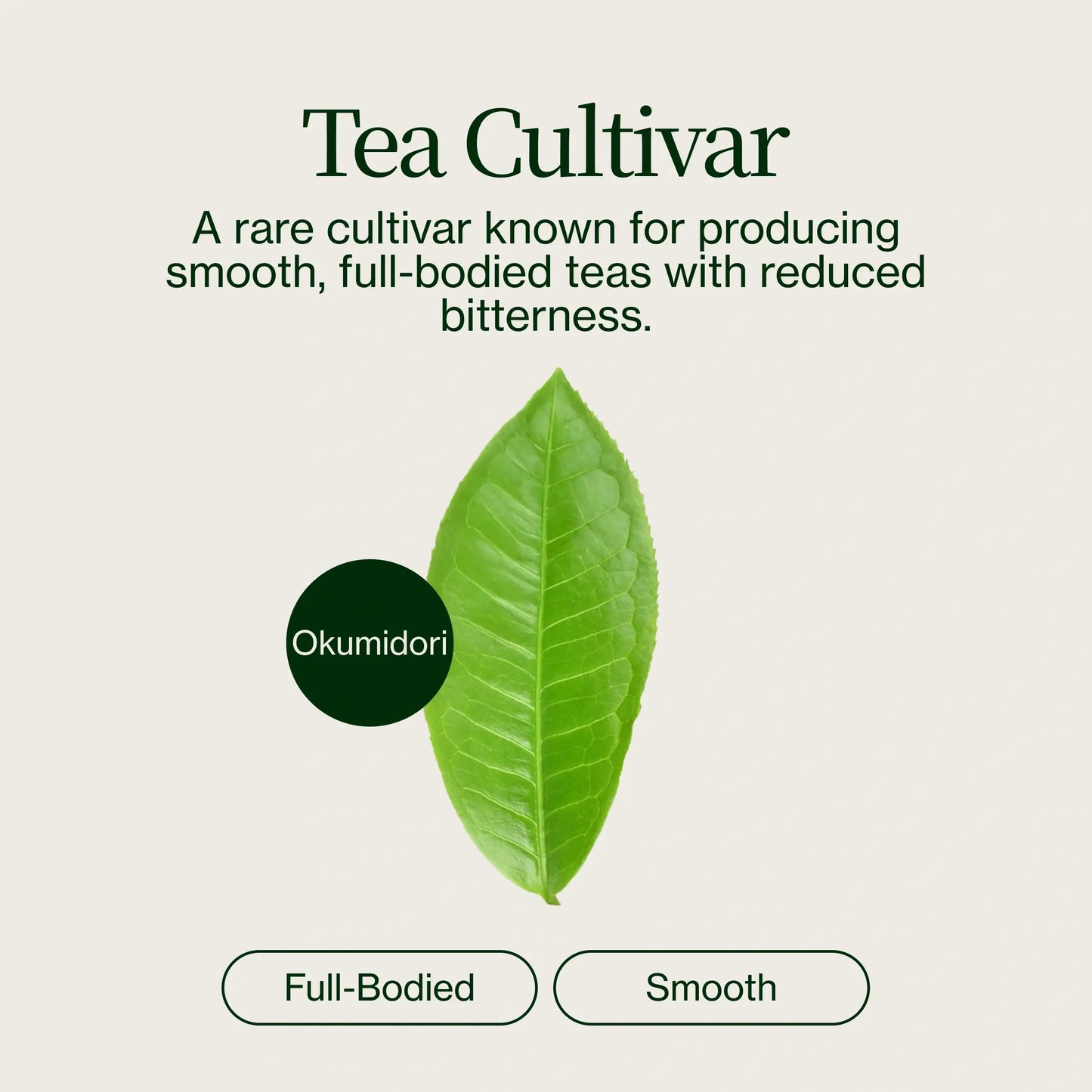 Matcha Yame Okumidori Miyako