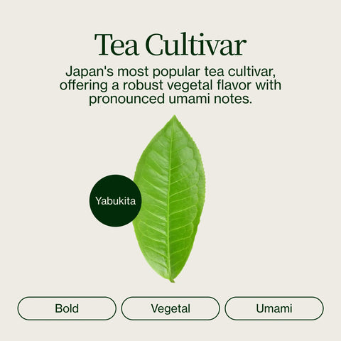 Genmaicha Popcorn Grüner Tee