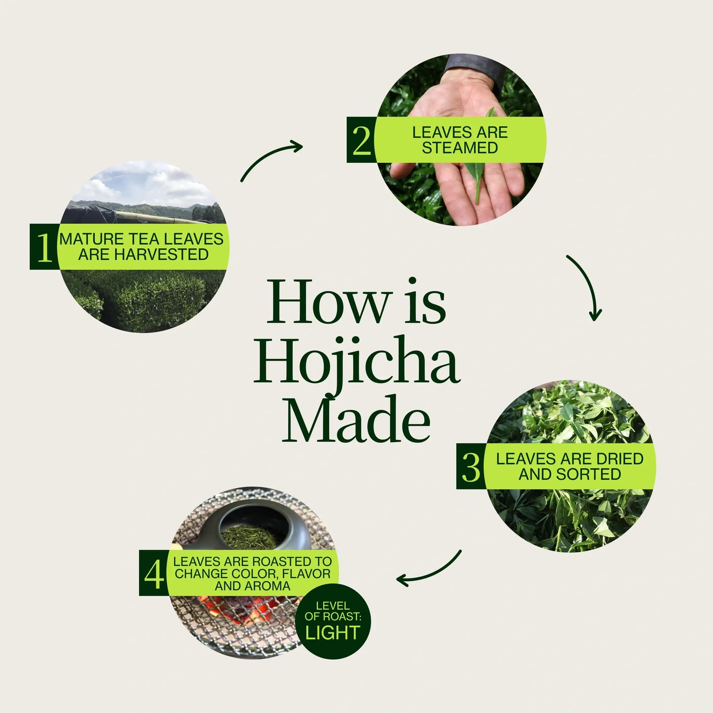 Hojicha gerösteter Tee
