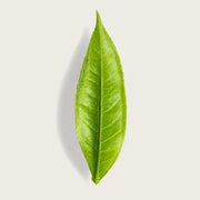 A single fresh green leaf with prominent veins, centered on a light beige background with a soft drop shadow.