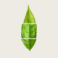 A single green leaf centered on a light warm gray background, horizontally bisected into three sections by thin white lines.