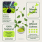 Matcha-Tee-Sampler, 21er-Pack mit Matcha-Schneebesen und Matcha-Schale 