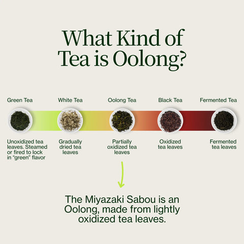 Miyazaki Hochgebirgs- Oolong Tee